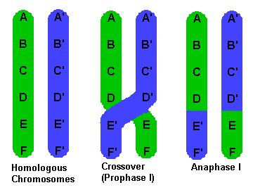 joining during fertilization, has homologous pairs of chromosomes 43 44