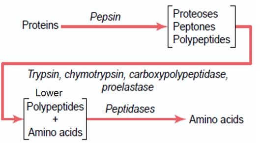 Digestion of Lipids and Fats: - Forms in which fats are taken in diet are (a) Neutral fats. (b) Phospholipids. (c) cholesterol, fatty acids and glycerine.