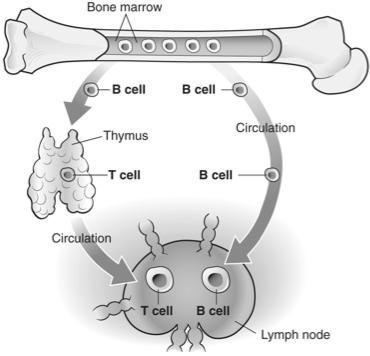 B Cells Mature in bone marrow Many leave bone marrow and circulate in body fluids Provide immune surveillance of pathogens - Produce antibodies to attack pathogens 31 T Cells Migrate to thymus to