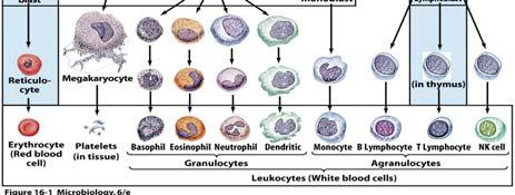 small particles Monocytes/Macrophages Phagocytes In blood: monocytes Monocytes mature into macrophages, which reside in the tissues Can destroy larger particles/debris Leukocytes: Lymphoid cells B