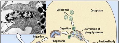 Phagocyte membrane forms extensions pseudopodia that surround the microbe, fuse, and create a membrane-bound cytoplasmic vacuole phagosome with the microbe trapped inside.