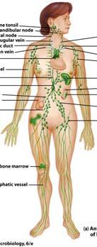 Lymphatic System A kind of parallel cardiovascular system Body fluid lymph circulates through lymphatic vessels, pumped by contraction of surrounding muscles Lymphatic system drains extracellular