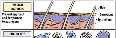 pores in membranes.
