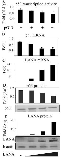 706 SI AND ROBERTSON J. VIROL. FIG. 9. p53 transcription activity is repressed in cells transiently expressing LANA in a dose-dependent manner.