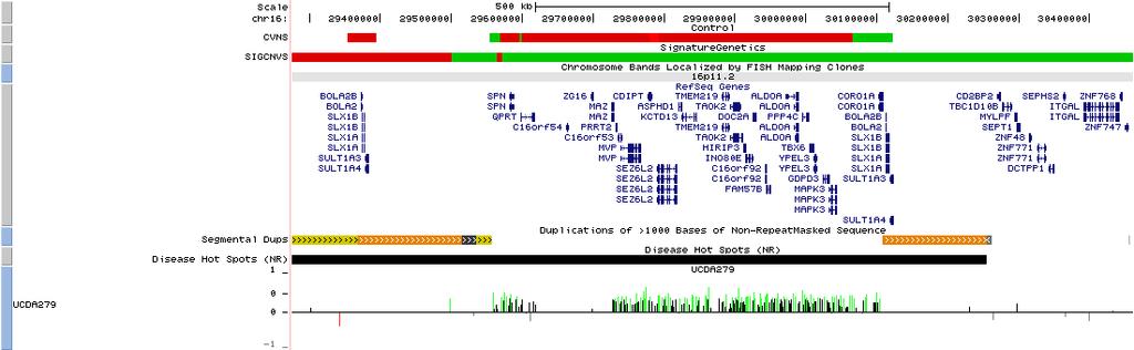 AU_MIX_04 HS1.0 Figure 12: A 500kbp duplication in AU_MIX_04 (autistic individual, mixed race) that encompassed the SEZ6L2 gene at region 16p11.2. The region discussed was captured from the UCSC genome browser.