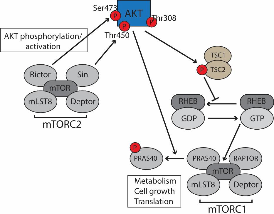 negatively regulates mtorc1 by acting as Rheb GAP (GTPase activation protein) that converts Rheb into an inactive GDP bound form [183].