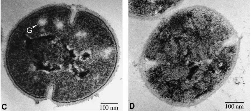 Antimicrobial Acitvity Effects of MONOGLYCERIDE on the structure of B Strepto-coccus (GBS) Electron microscopy of sections of bacterial cells Control sample Bacteria cell after exposure to