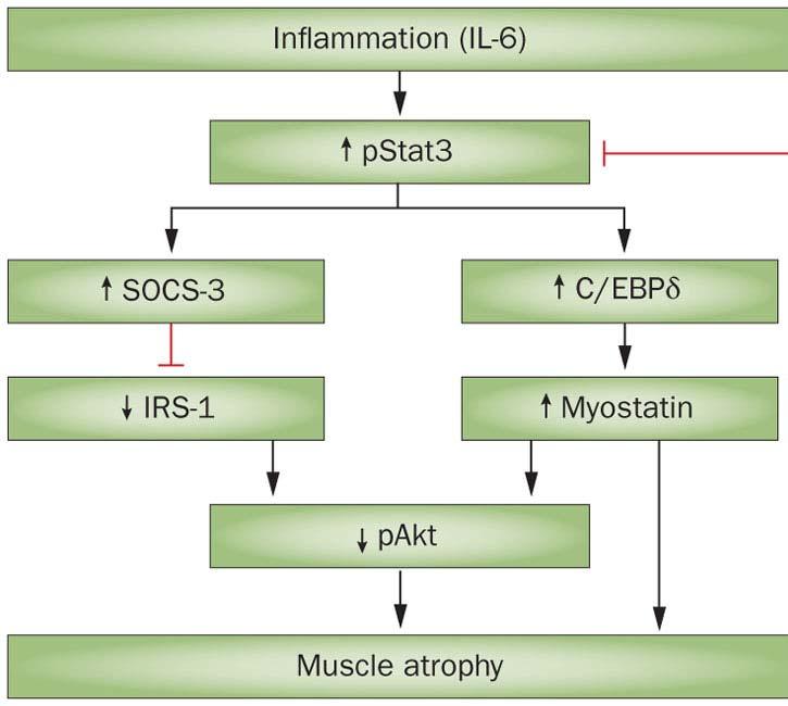 Control IL-6 increasing muscle production A simplified mechanism of myostatin-induced muscle atrophy MG Inflammation increases levels of circulating or local proinflammatory cytokines, such as IL 6.