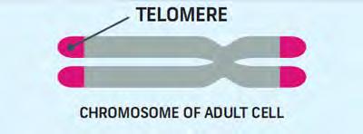 TELOMERES ARE CHROMOSOME