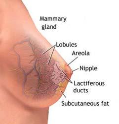 What is Breast Cancer? Breast cancer occurs when malignant tumors develop in the tissues of the breast.