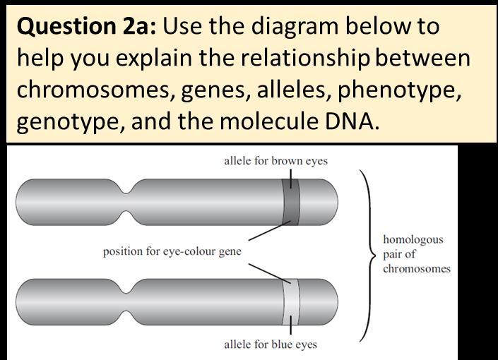 Linking DNA, Alleles and Chromosomes Chromosomes are made up of DNA. DNA is a large molecule that is coiled into a double helix (twisted ladder structure).