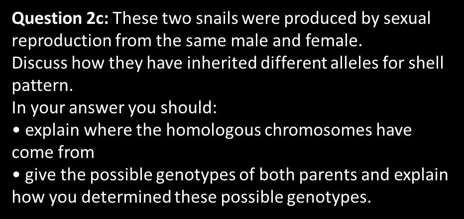Inheritance of alleles The snails have inherited different shell patterns because they have inherited one homologous chromosome from their mother and one from their father.