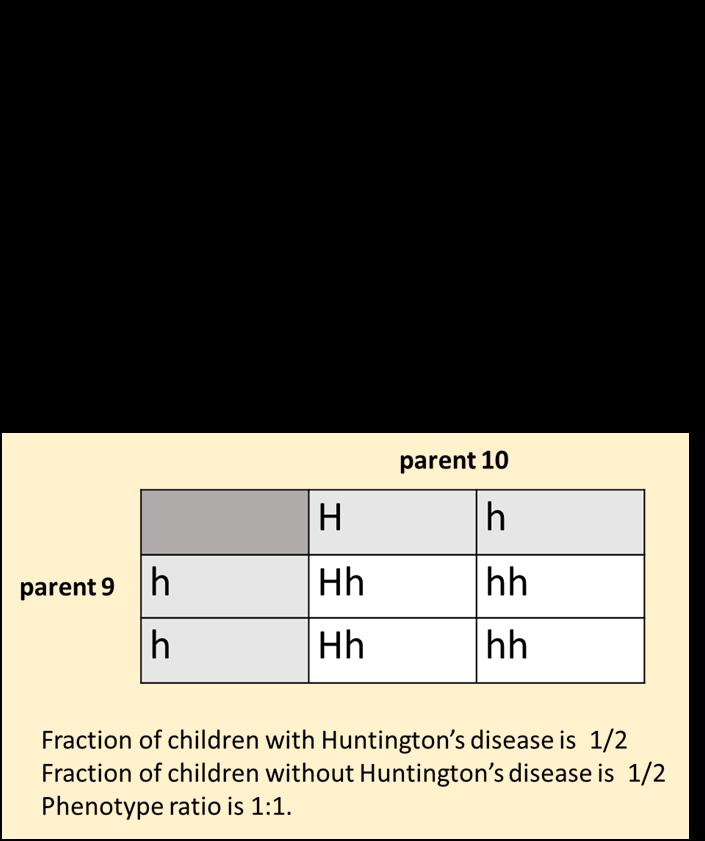 Punnett square probabilities Punnett squares predict probable offspring genotypes (thence the expected phenotypes) based on the gametes of the parents.