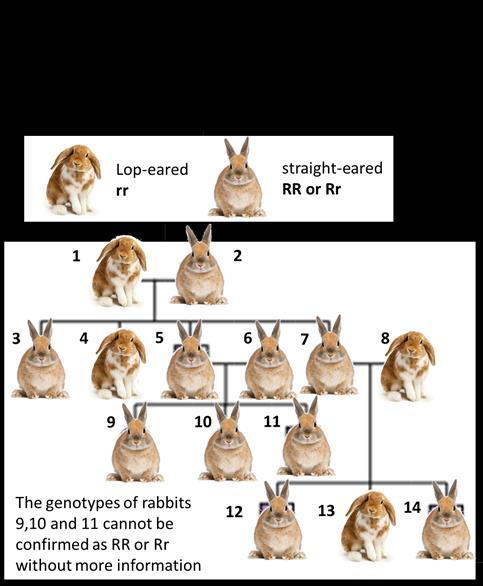 Pedigree charts and genotypes Rabbit 7 has a dominant phenotype of straight ears. State the phenotype of the individual which you are explaining the genotype of.