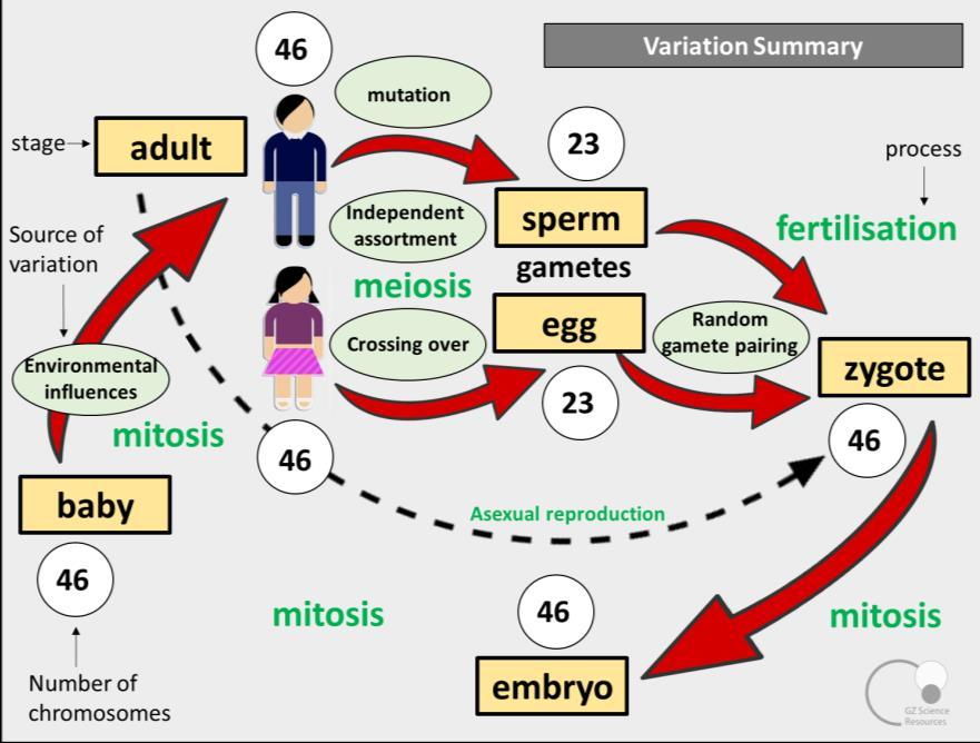 meiosis and random fertilisation of the gametes.