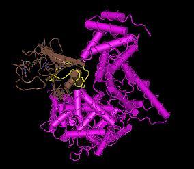 ABX464:Mechanism of Action Molecular target: CBC 80/20 Activity: Conformational change of CBC Complex Enhanced RNA splicing Biological effects: Enhanced viral RNA splicing and Prevention of REV