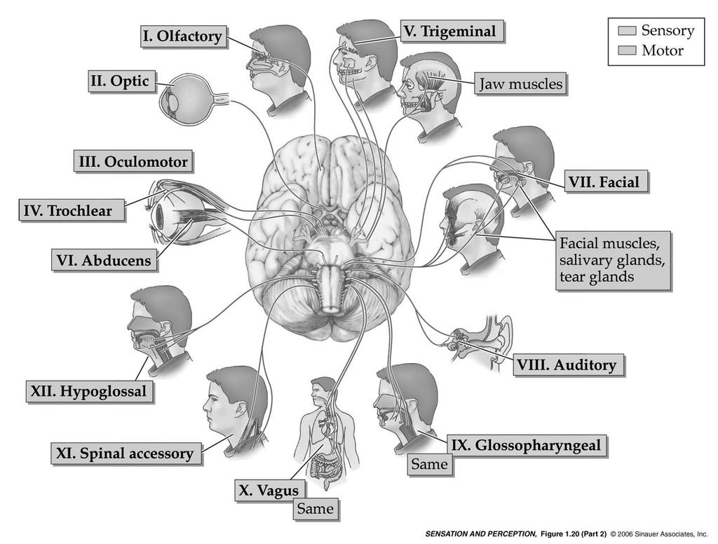 Doctrine of specific nerve energies (Müller, 80 858): nature of a sensation depends on which sensory fibers are