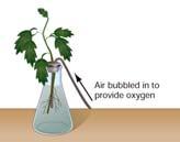 What kind of nutrient experiments can we do? Why HYDROPONICS for RESEARCH? Prevent symptoms if add just 0.002 mg of copper!