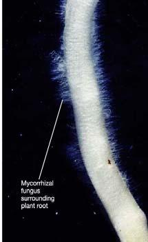 BY HOW MUCH? CAN WE ESTIMATE THE INCREASE? ROOT HAIRS: 3 mm long, 10 um diam.