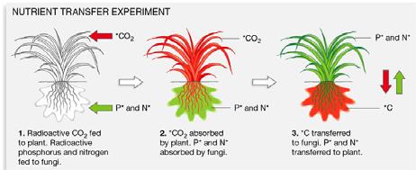 SYMBIOSIS FUNGUS PROVIDES PHOSPHORUS (P) TO THE PLANT c PLANT PROVIDES SUGARS (C) TO THE FUNGUS P How could we test this hypothesis? Fig. 37.