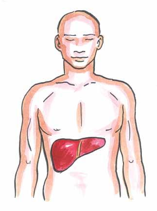 Your liver Your liver keeps you strong and healthy.