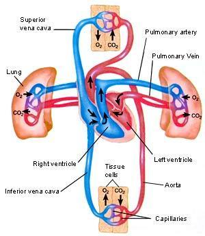 Diagram of Circulation What is Heart Failure?