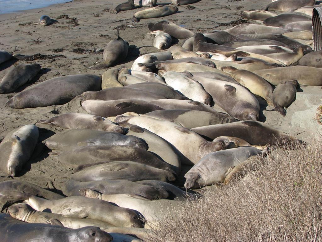 WHAT S HAPPENING SEPTEMBER - NOVEMBER: In the fall you will see elephant seals that are too young to take part in the winter breeding season hauling out to rest.