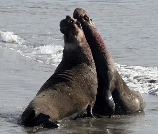 Usually within five days of coming ashore, the female gives birth to a single pup,