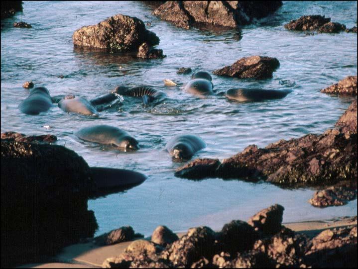 As the end of the month approaches you may see juvenile seals and females returning to molt.