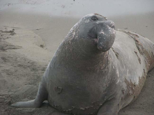 In dramatic contrast the elephant seal goes through a catastrophic molt in which the entire outer layer of skin, or epidermis, is shed with