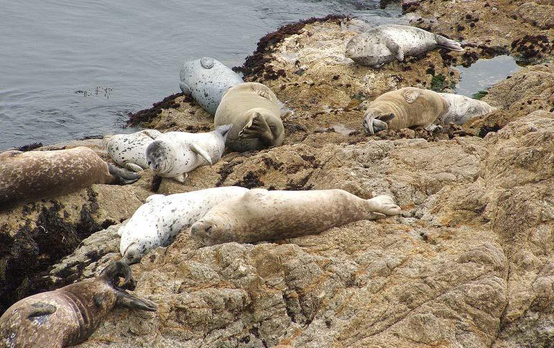 WHAT S HAPPENING IN AUGUST: The fewest number of elephant seals are around in August. Adult males are at the rookery molting.