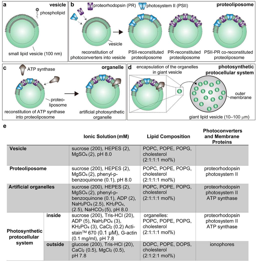 Supplementary Figure 1 Overview of steps in the construction of photosynthetic protocellular systems (a) The small unilamellar vesicles were made with phospholipids.