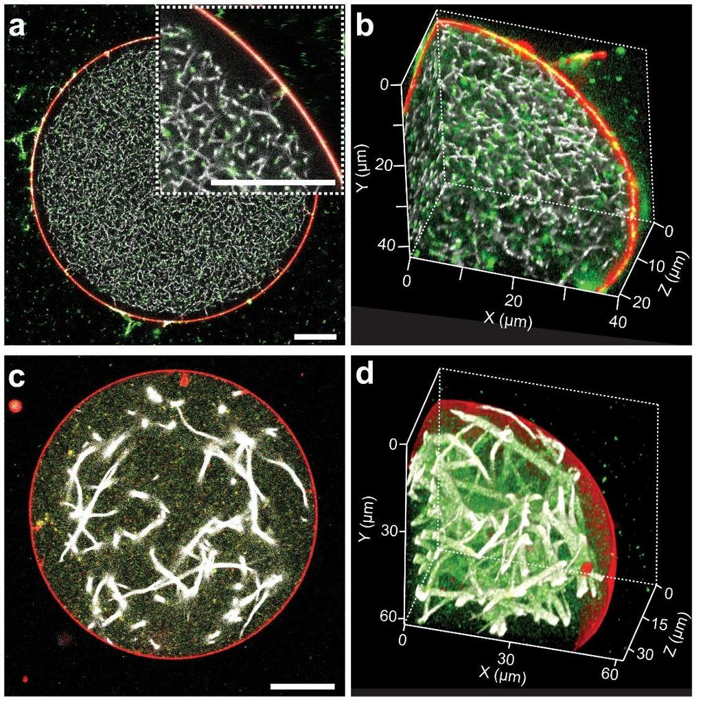 Supplementary Figure 17 Effect of a higher concentration of magnesium ions on the thickness of actin filaments in protocellular systems (a c) Protocellular systems were prepared with 0.5 mm Mg2+.