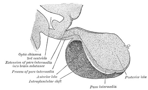 Pituitary nomenclature Pituitary nomenclature Gray s Anatomy, wikimedia commons