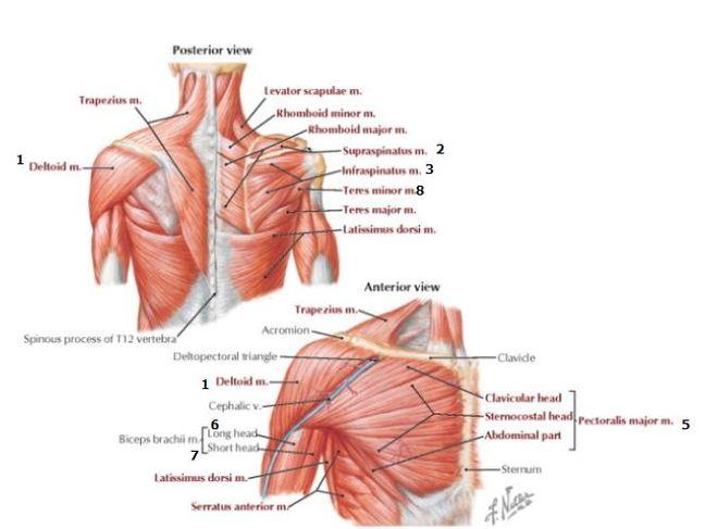Shoulder anatomy The Shoulder joint is known as the glenohumeral joint, it is a ball and socket joint with a huge range of motion.