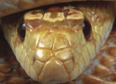 This suggests that phobias could be influ- in a textbook to avoid flipping to a photo of a snake. He often wakes with nightmares that he enced by genetics.