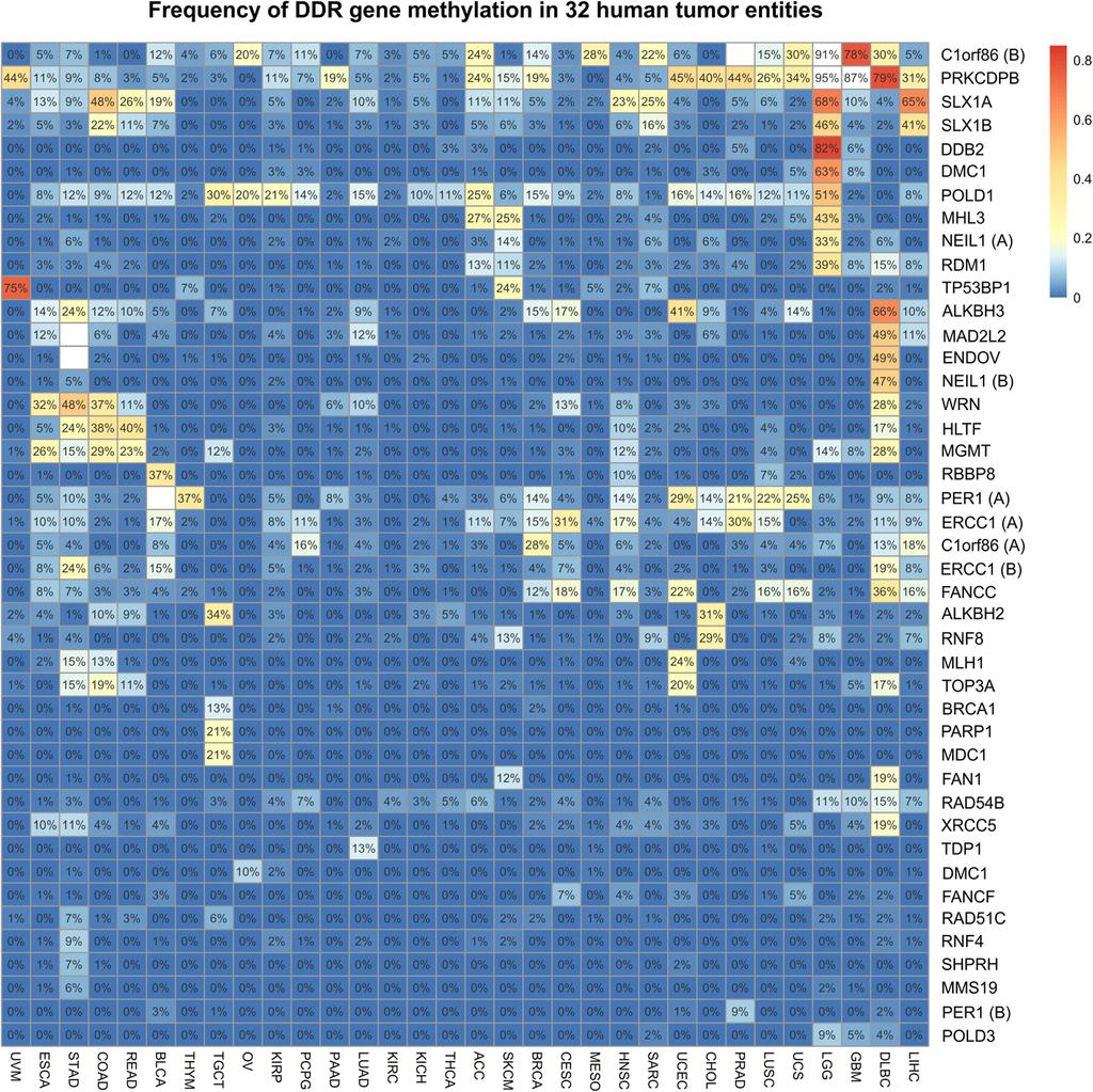 Mijnes et al. Clinical Epigenetics (2018) 10:15 Page 4 of 20 Fig. 1 Discovery analysis of DNAm pattern in promoter regions of DNA damage repair genes across tumor entities.