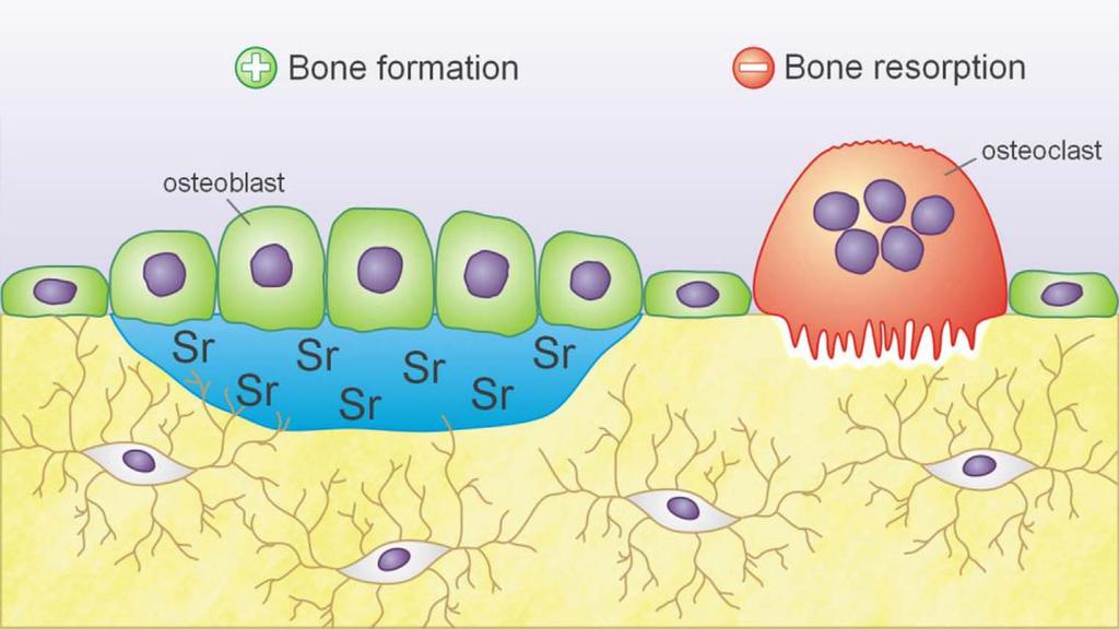 Strontium ranelate promotes bone formation by osteoblasts, inhibit bone resorption by