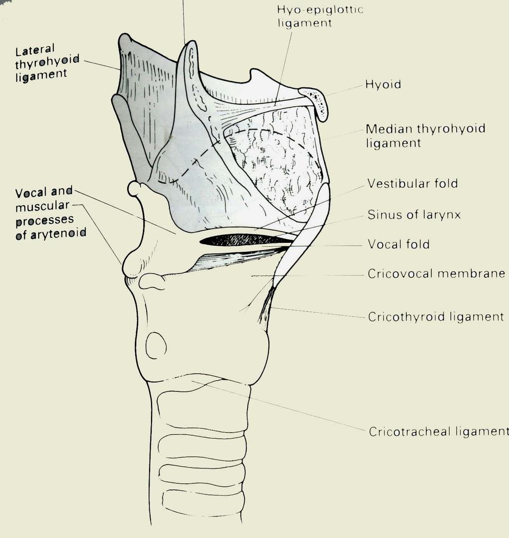 Lateral view of Larynx Single