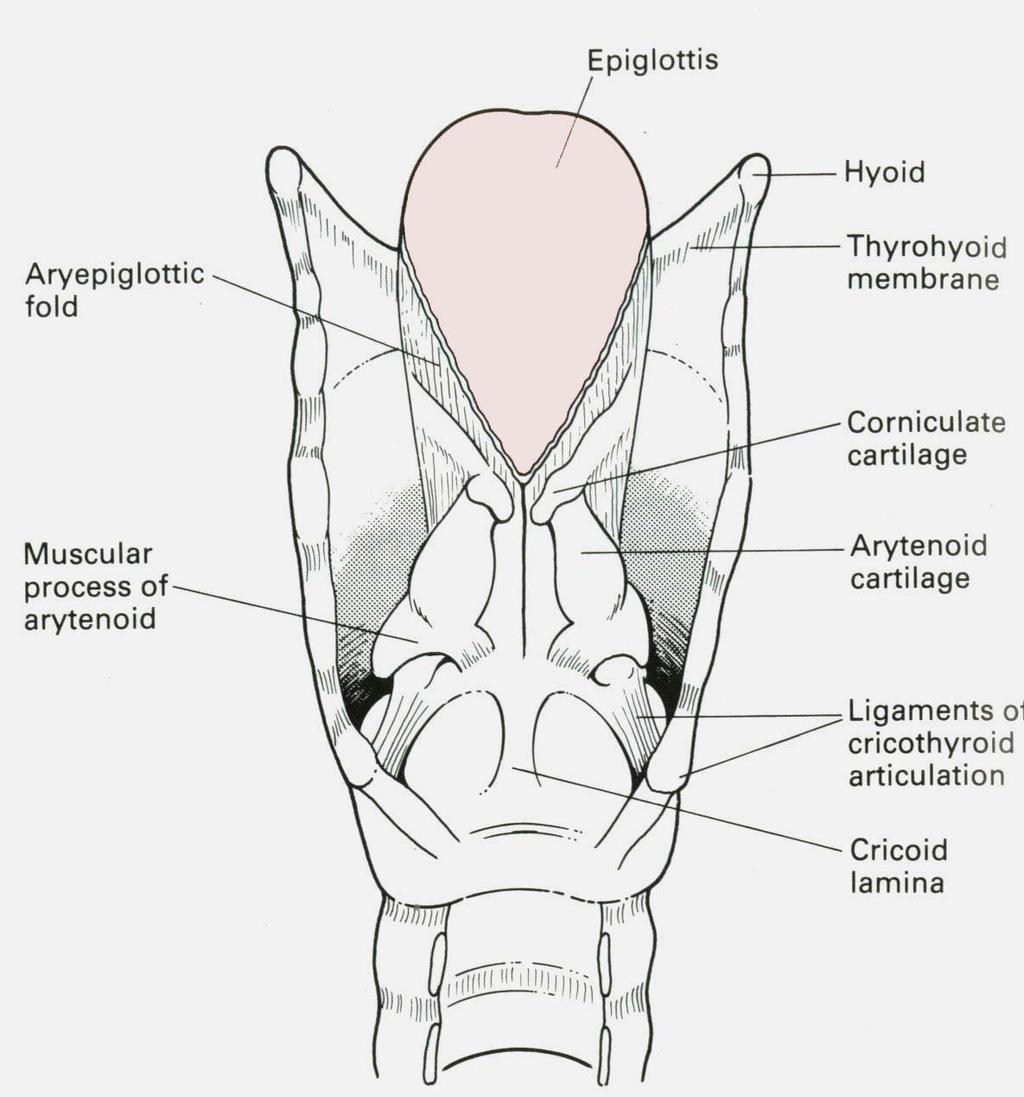 Posterior of Larynx Double