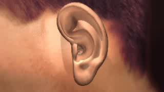 Tour of the Ear Outer Ear