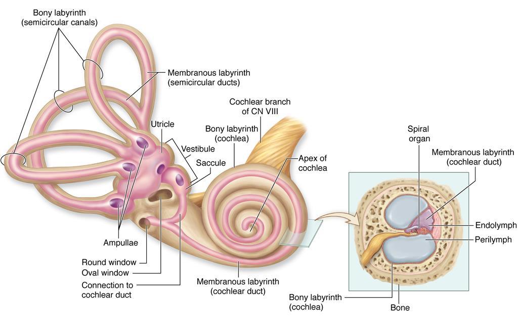 Parts of the membranous labyrinth 1) Utricle 2) Saccule 3) Semicircular ducts 4) Cochlear duct