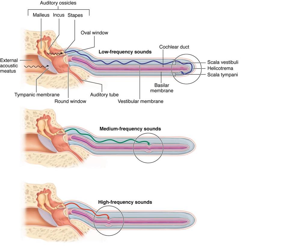 Scala vestibuli and scala tympani Round window fenestra cochleae (membrana tympani secundaria close