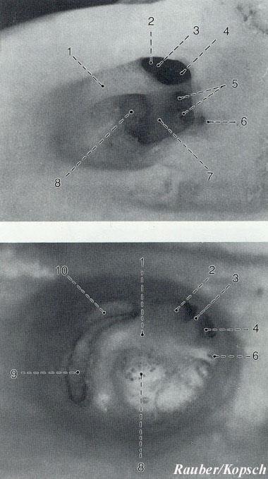 ) Tractus spiralis foraminosus cochlear n.