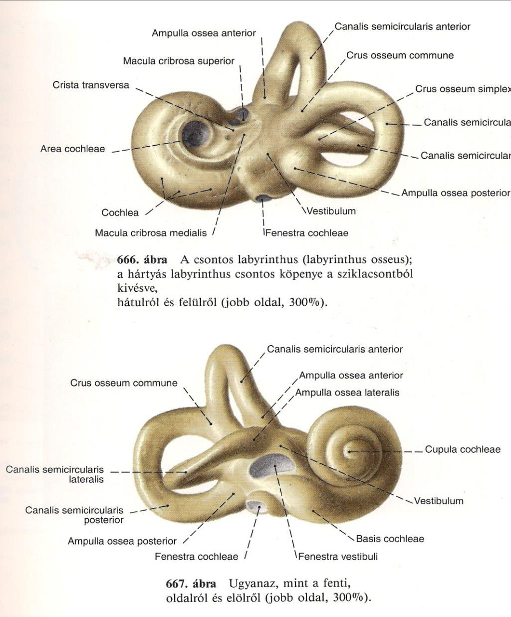 Cochlea 3 mm in diameter similar to snail shell Basis 2 and ¾ turning Basis It