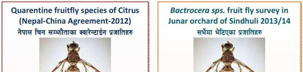 Agricultural and Biological Sciences Journal Vol. 1, No. 3, 2015, pp. 121-125 123 Table 2. Fruit flies species of Nepal reported by Entomology Division of NARC, Khumaltar.