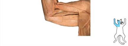 Brachioradialis Pronator teres Biceps