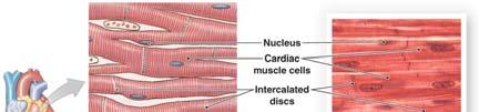 Cardiac Muscle Notice that this tissue is: Striated, mononucleated,