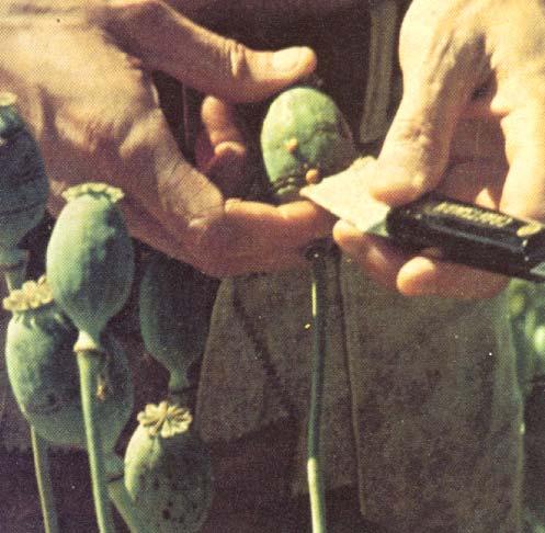 Opiates and Opioids Opiates Present in opium from seedpod of Papaver