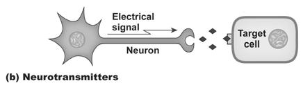 Communication: Long Distance Communication: Signal Pathways (neurocrines) How do hormones
